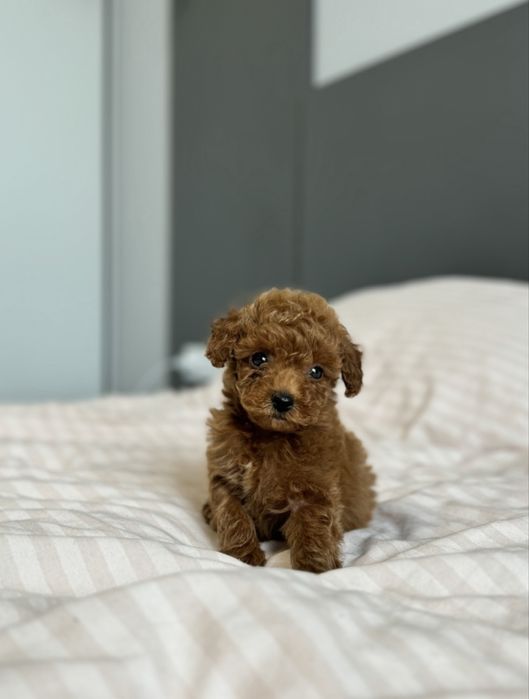 Мальтипу мини девочка ф2 мишка тедди