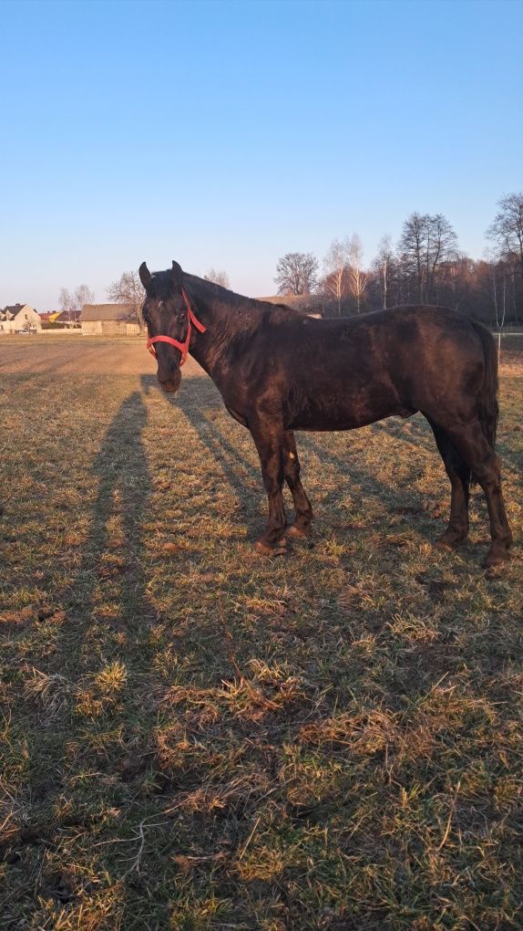 Ogier rasy Śląskiej Kary