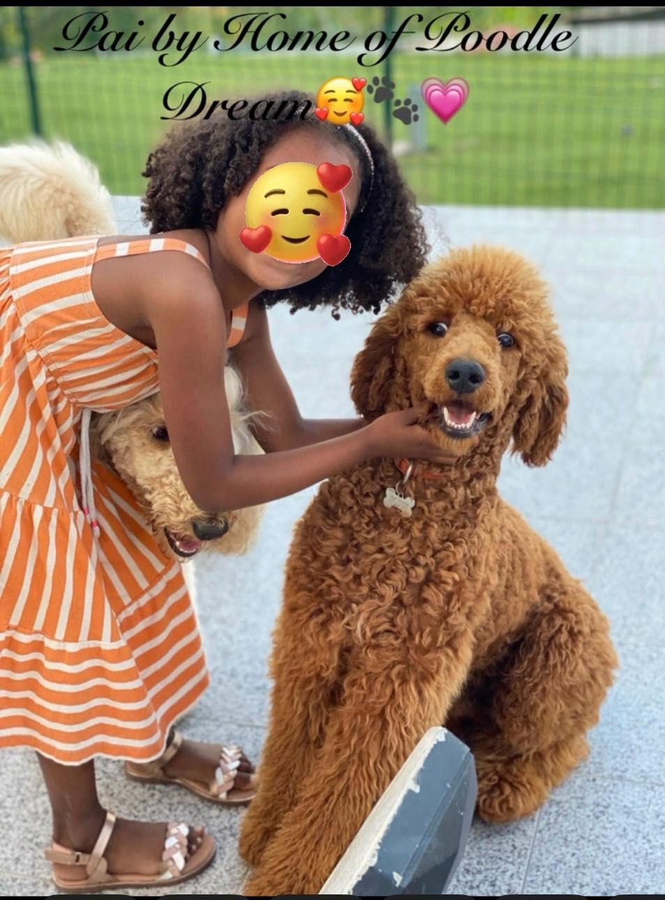 Linda bebê de Poodle Standard procura novo dono!!!