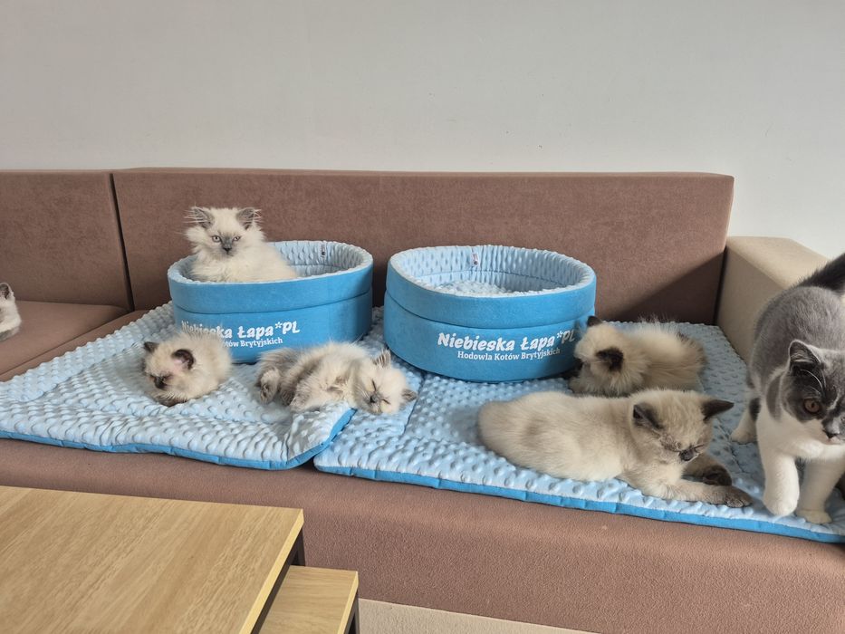 Kot brytyjski FPL point czekoladowy dlugowlosy