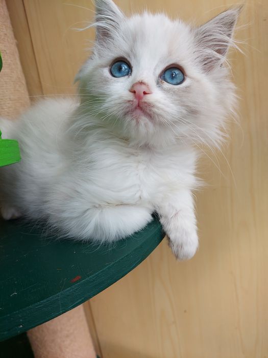 Ragdoll KOTKA    Wolna OD 31.X.25 badania, rodowód, kuweta