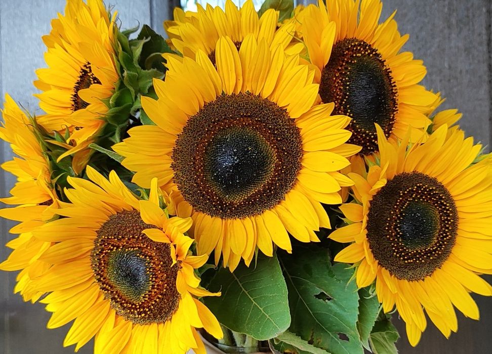 Słonecznik ozdobny nasiona tayio