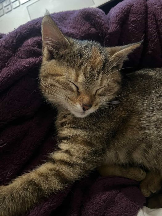 Мила киця кошеня котик шукає турботливу сімʼю