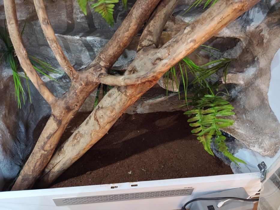 Terrarium tropikalne dla jaszczurek