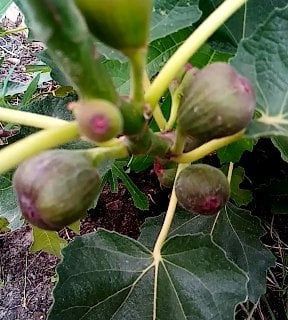 Магнолія Інжир Абрикоса Яблуня Груша Айва Ківі Персик Нектарин Хурма