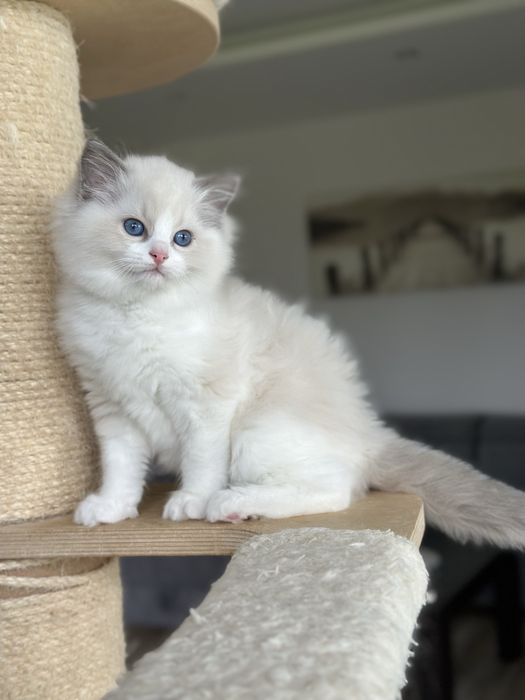 Piękna kotka ragdoll rodowód FPL