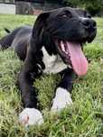 Amstaff piesek szczeniak