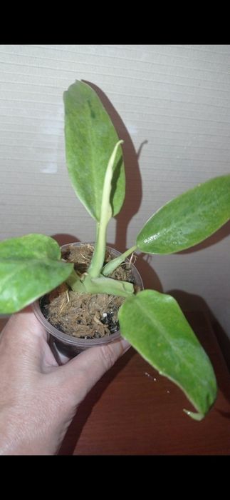 Сортові філодендрони