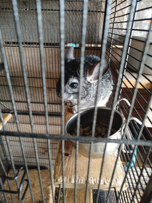 Szynszyl młody płeć nieznana