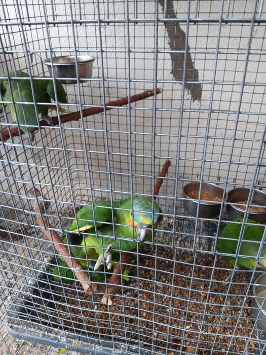 Papagaios Amazonas Amazónia, criados a mão  , com toda a docomentação.