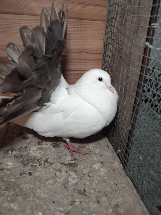 Gołębie ozdobne  - pawik