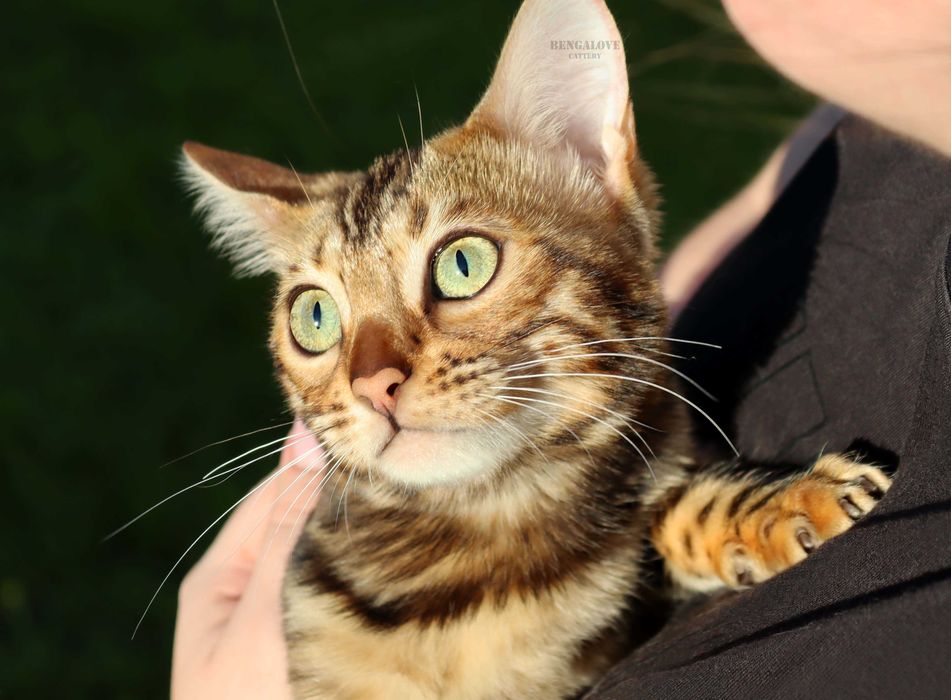 Dziewczyna bengalska do hodowli. Złoty kolor