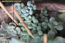 Pachyveria corsus jak echeveria odrost o wys. ok. 3 cm