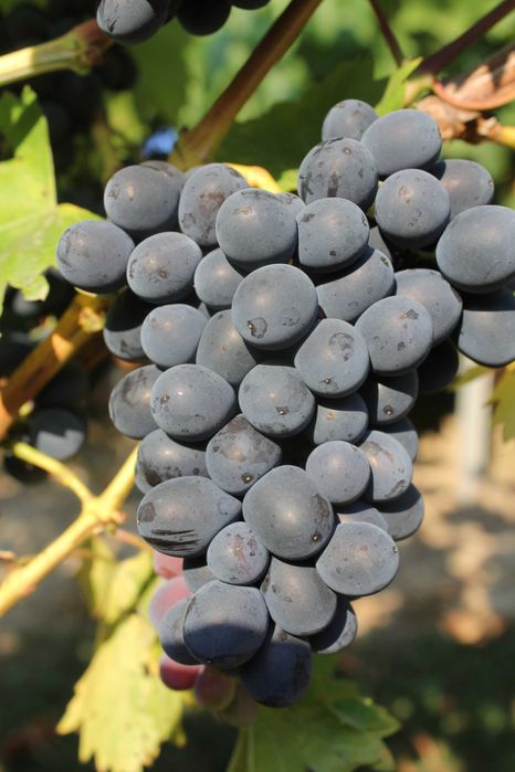 Dorosła sadzonka Nero. Sadzonka winorośli 1,8m