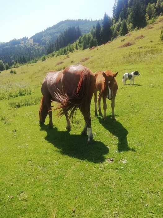 Продам кобилу з лошам