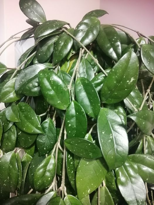 Hoya Hoya Cosma Hoya