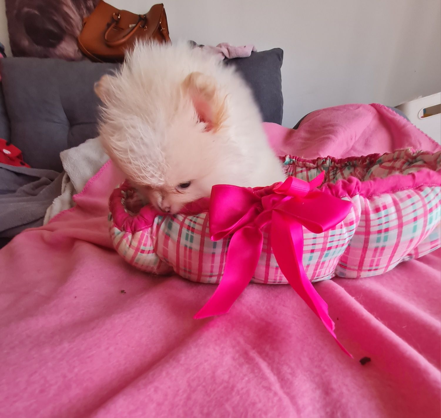 Spitz anao lulu Pomerânia  c/lop