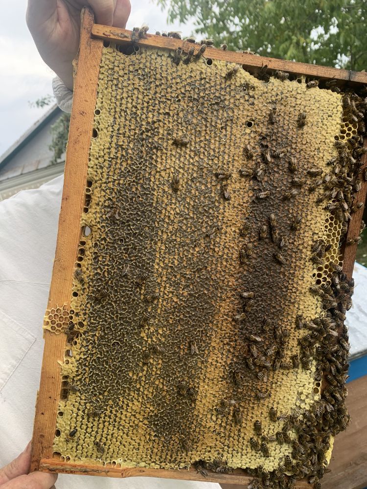 Бджолопакети Карніка   30 штук
