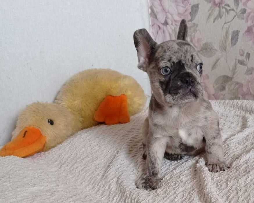 Французские мальчики.