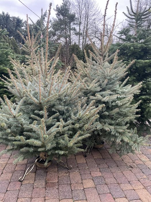 Choinki świąteczne Słupia Sosnowiec Dąbrowa Górnicza Piekary Śląskie