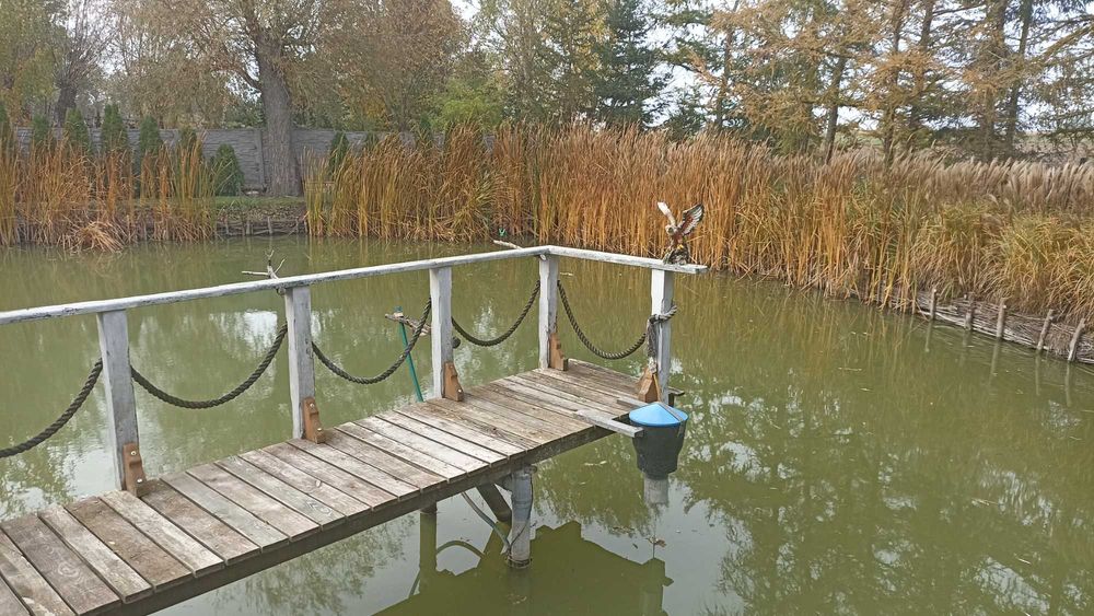 trawy ogrodowe i trawy wodne