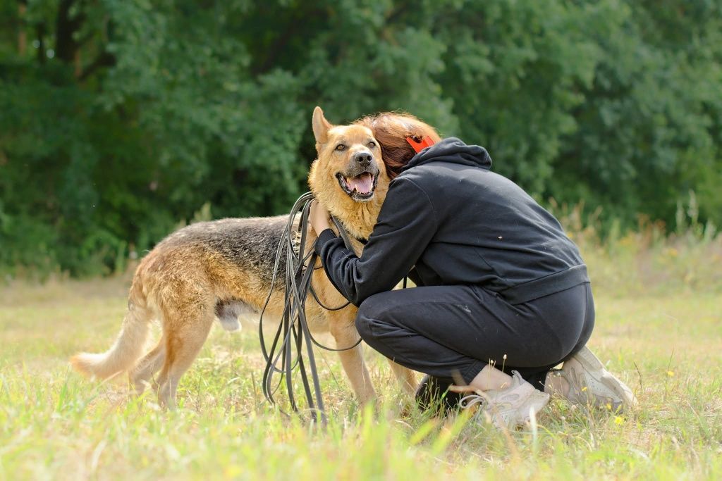 Imbir, kochany mądry pies do adopcji