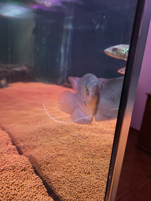 Gurami Red tail & cichla xingu