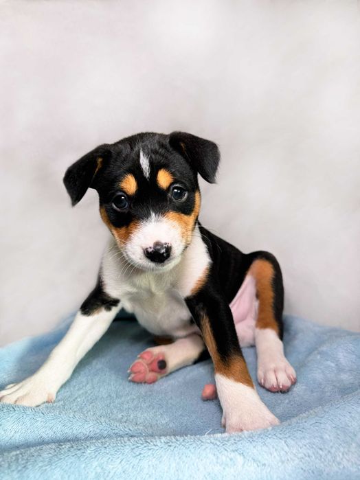 Басенджи ( basenji ) . FCI - КСУ