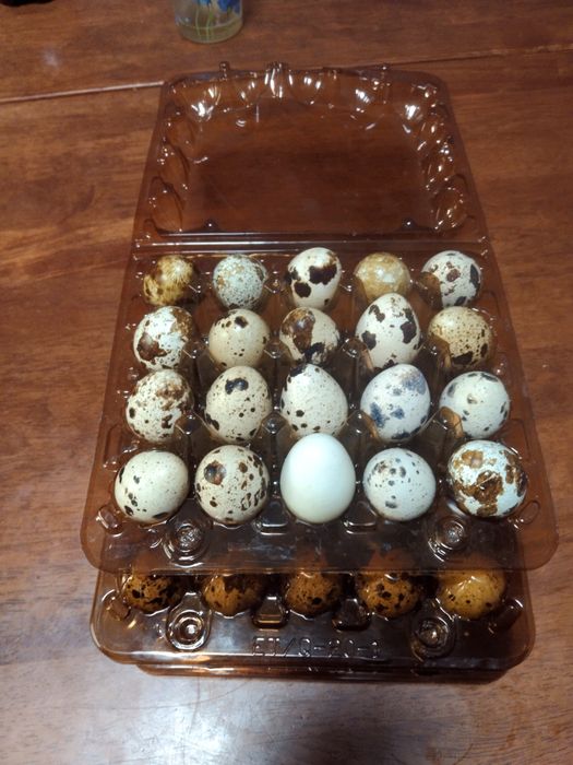 Домашнє перепелине яйце.