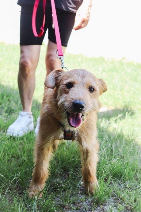 Lola szorstkowłosyla 4 letnia