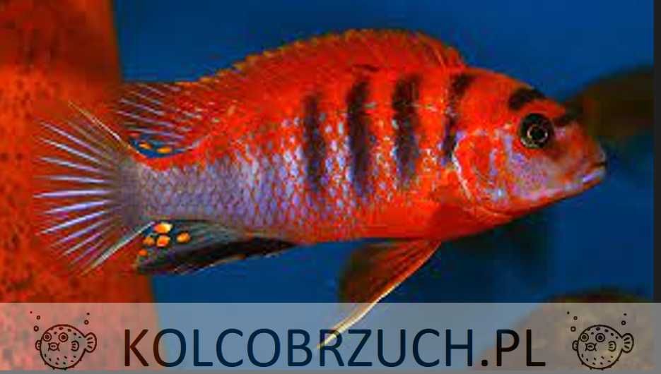 Labidochromis hongi SWEDEN - RED TOP - Pyszczak - dowozimy, wysyłamy