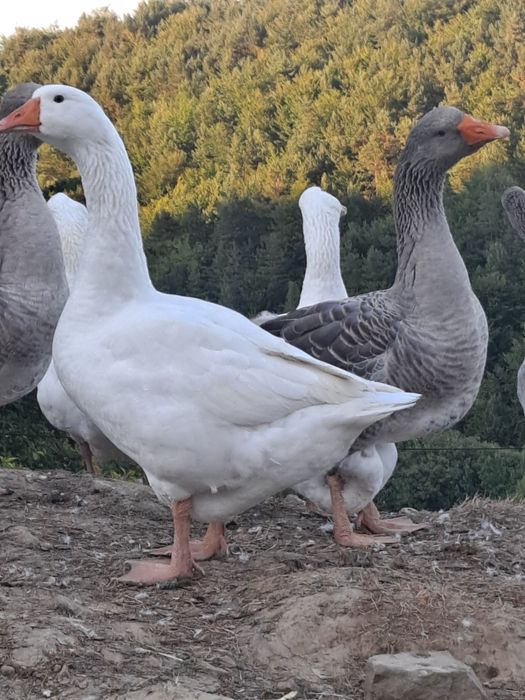 Gęsi landes kołudzkie tuszki