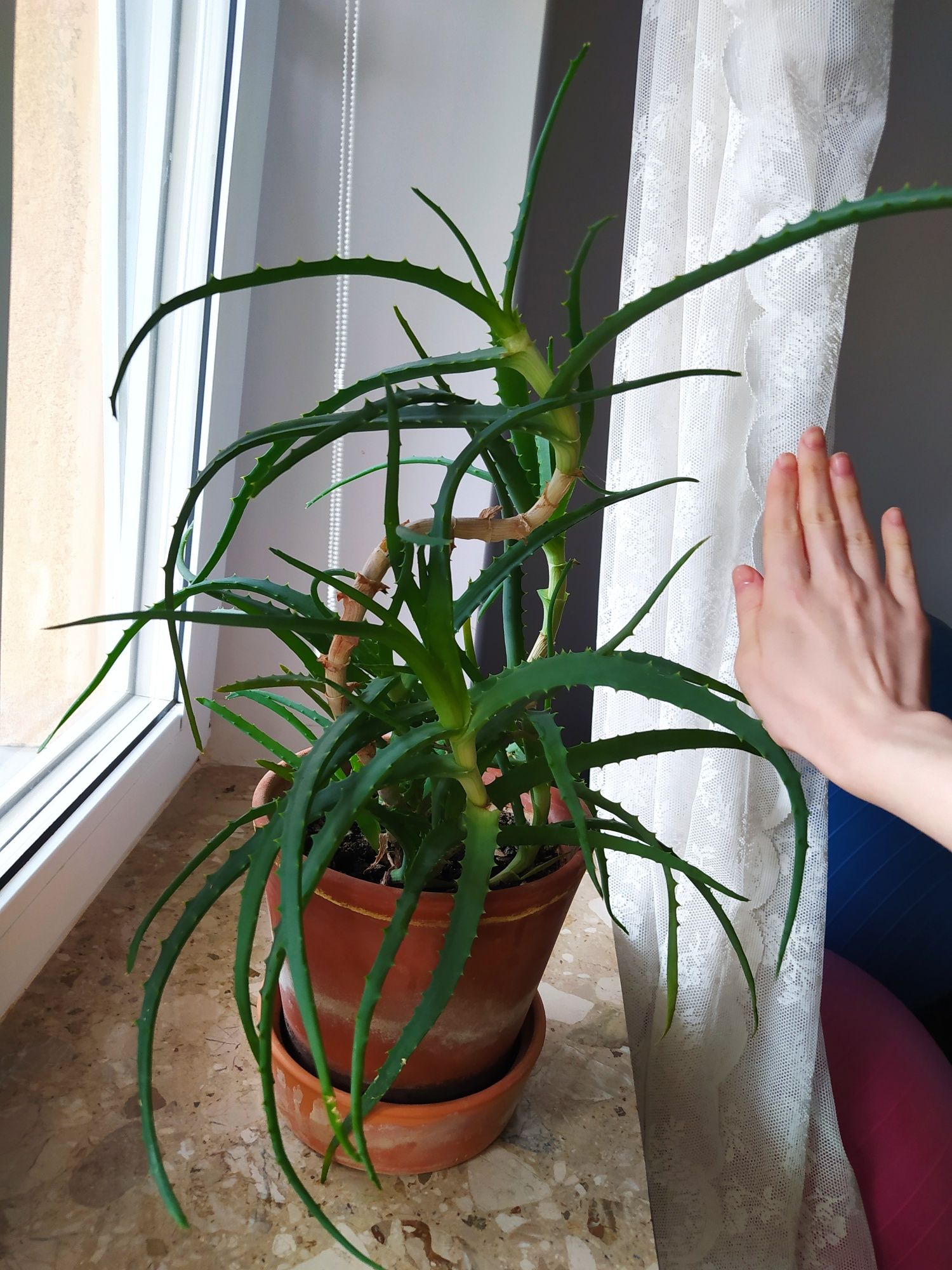 Aloes doniczkowy