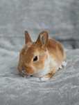 Hipoalergiczny mini rex czerwony (rudy), srokacz, madagaskarowy