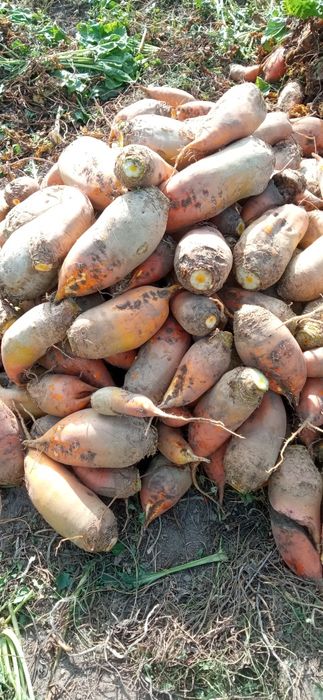 Буряк кормовий Бригадир.