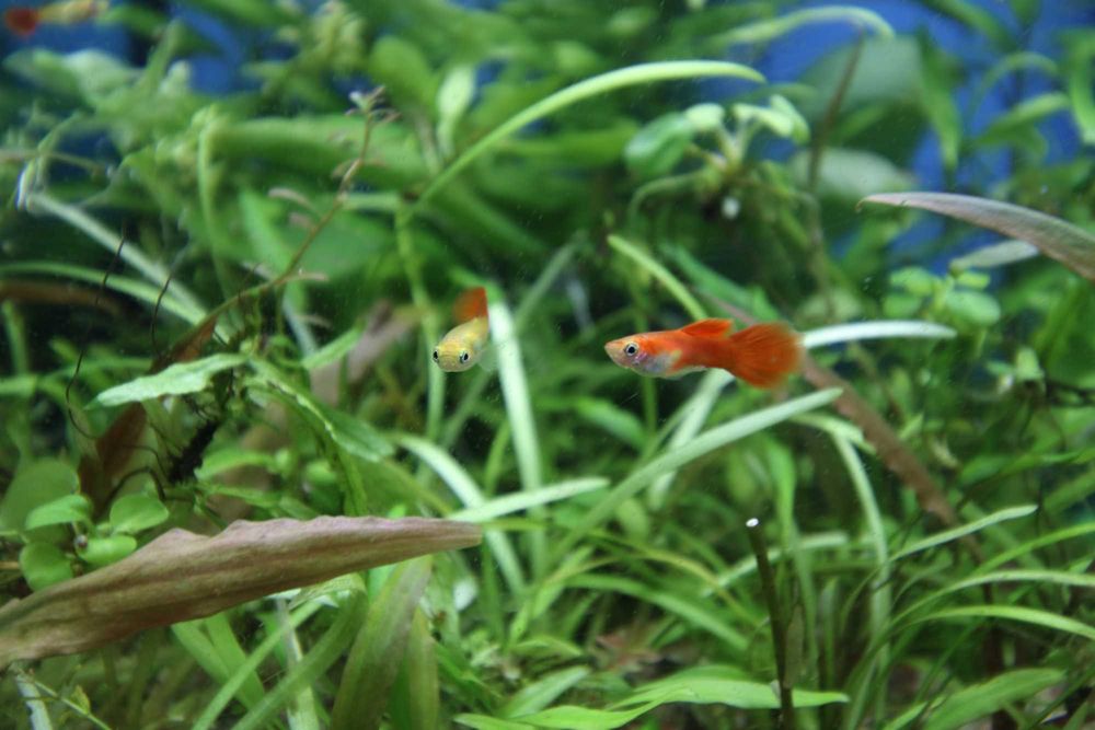 Guppies Red Blonde