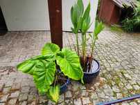 Phillodendron giganteum, filodendron