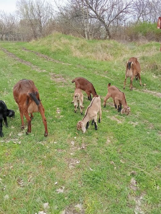 Продам козенят 1-2 місяців