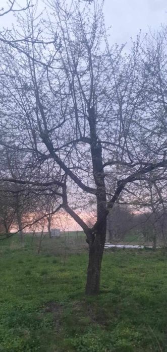 Wiśnie stara odmiana 4 sadzonki