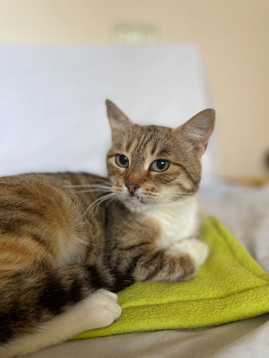 Котики, коти кішка стерилізована