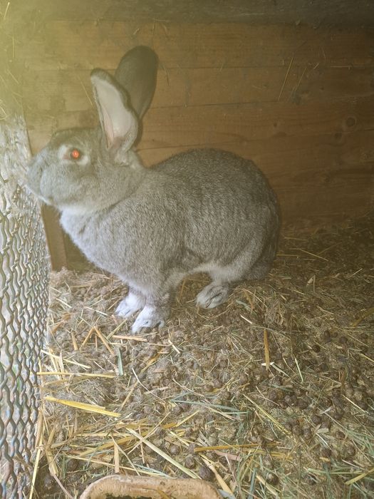 Sprzedam samca królika.