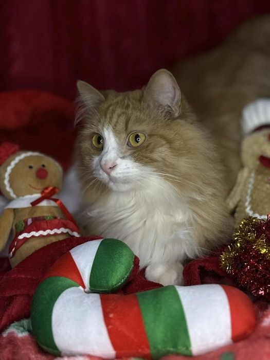 Pokochaj Ediego i Leo!