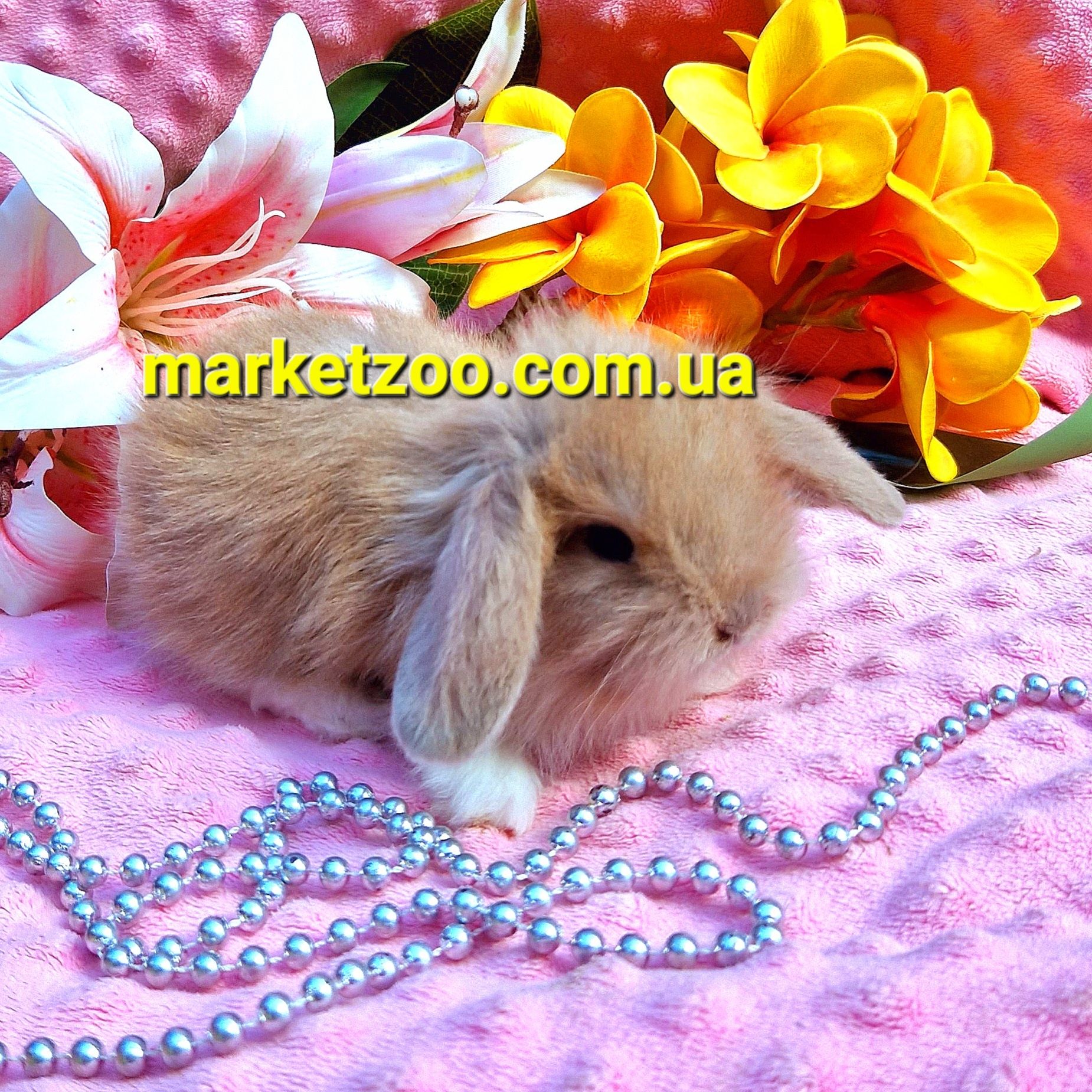 Мини mini lop мiнi кролик вислоухий баранчик карликовые кролики