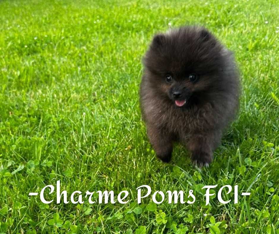 Szpic miniaturowy pomeranian pies uroczy FCI
