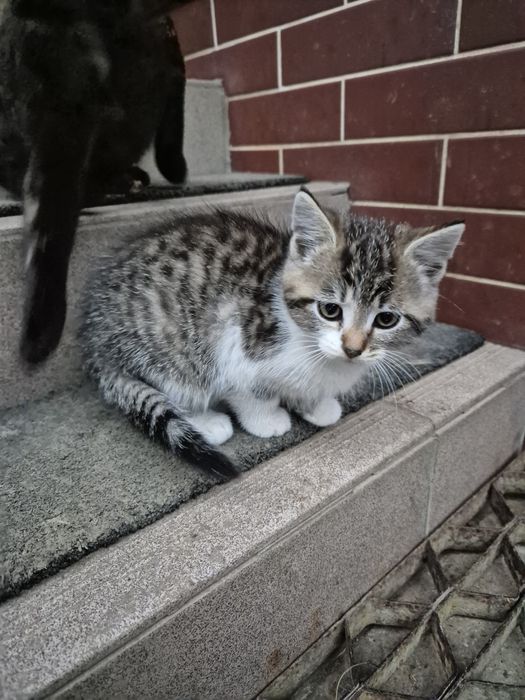 Oddam kotki w dobre ręce