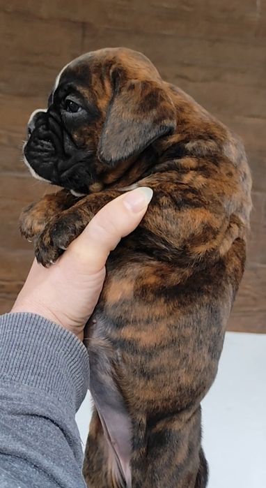 Bokser suczki gotowe do zmiany domu