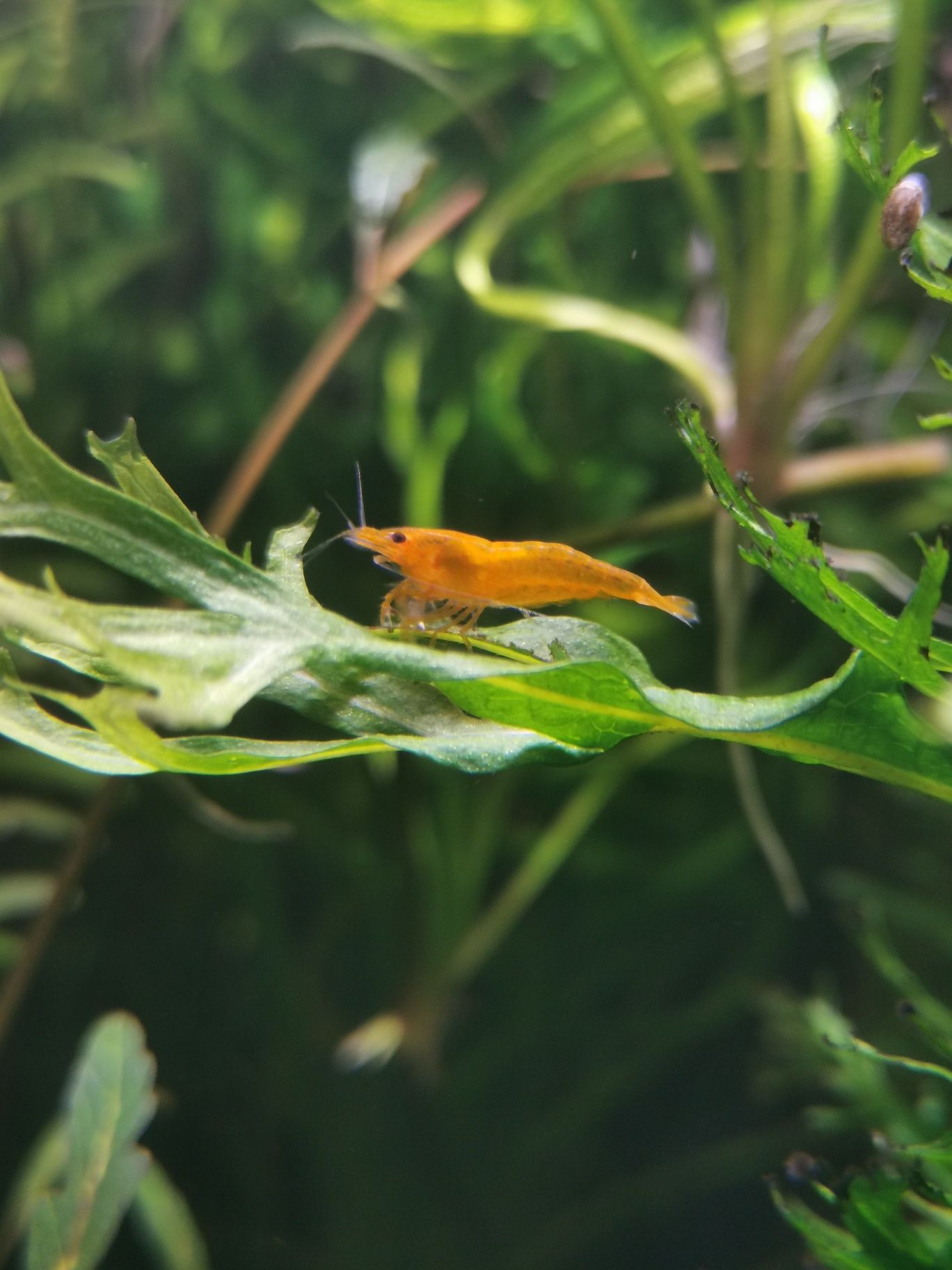 Krewetki neocaridina ORANGE SAKURA pomarańczowe