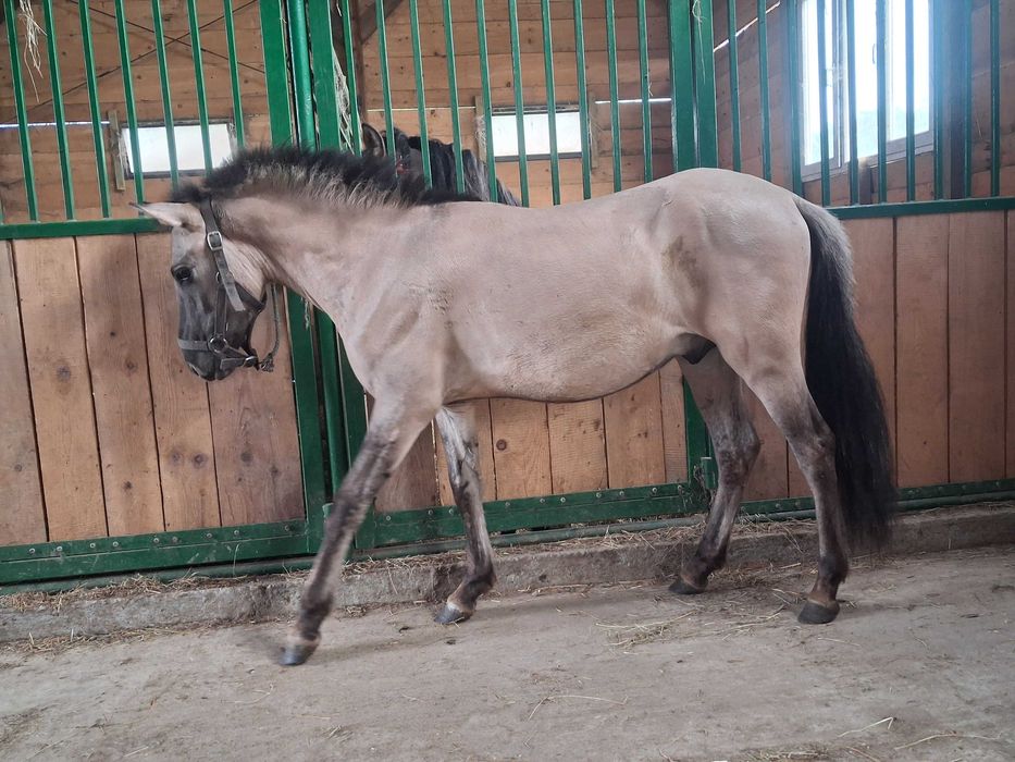 Ogierek konik polski