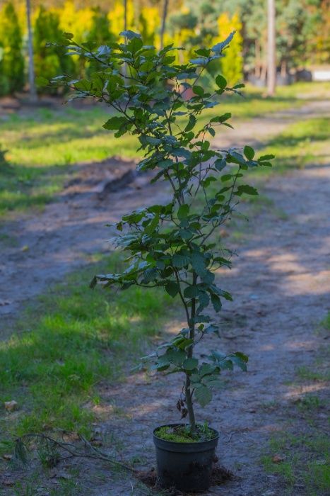 Grab pospolity- doskonały na żywopłot 30-50cm, donica 1l