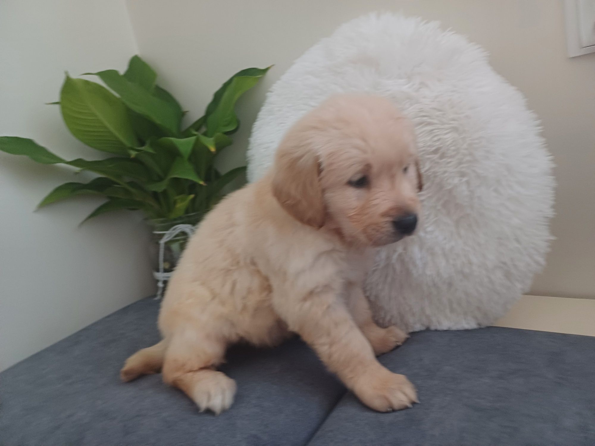 Suczka rasy Golden retriever